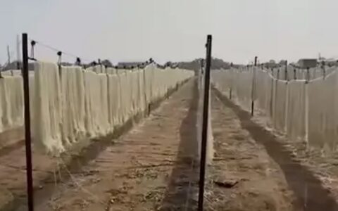 央视曝光：禹州红薯粉条造假！禹州：6家粉条加工企业停产整顿