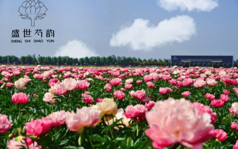 芍药赏花线路｜来菏泽，赏“五月花神”！