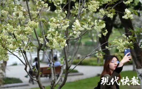 南京街头开始下起梧桐「毛毛雨」丨城市早报 20210331