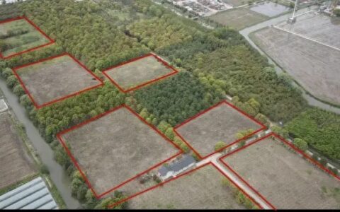 典型案例 | 上海市一些地方林地损毁问题仍然多发
