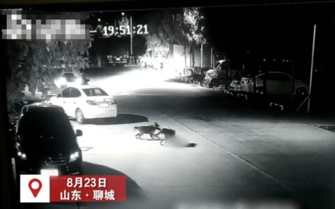 山东一幼童遭两只恶犬扑咬，狗主人已被采取措施，警方：无生命危险-小孩遭2只狗撕咬 父亲:伤口深见动脉