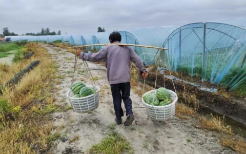 上海青浦一场爱心接力，江苏东台瓜农10万斤滞销西瓜5天卖完-今日东台西瓜批发行情