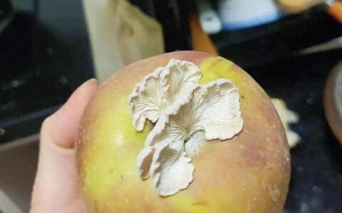 苹果上长蘑菇变“果菌王”，中科院博士：已尝-苹果树下的蘑菇图片