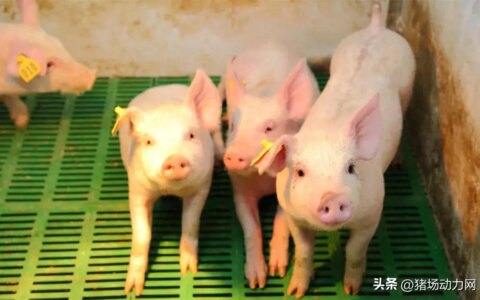 官方发声：下半年猪价稳步上涨势不可挡，但卖好价一定要掌握这招-下半年猪价还会上涨吗\一