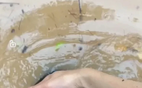 宝鸡动物园内涝，水深一米二，小型动物被淹死，老虎黑熊趴笼张望